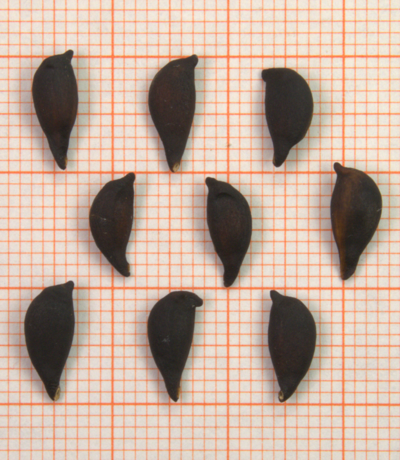 ID: 554_bis_557_1060554