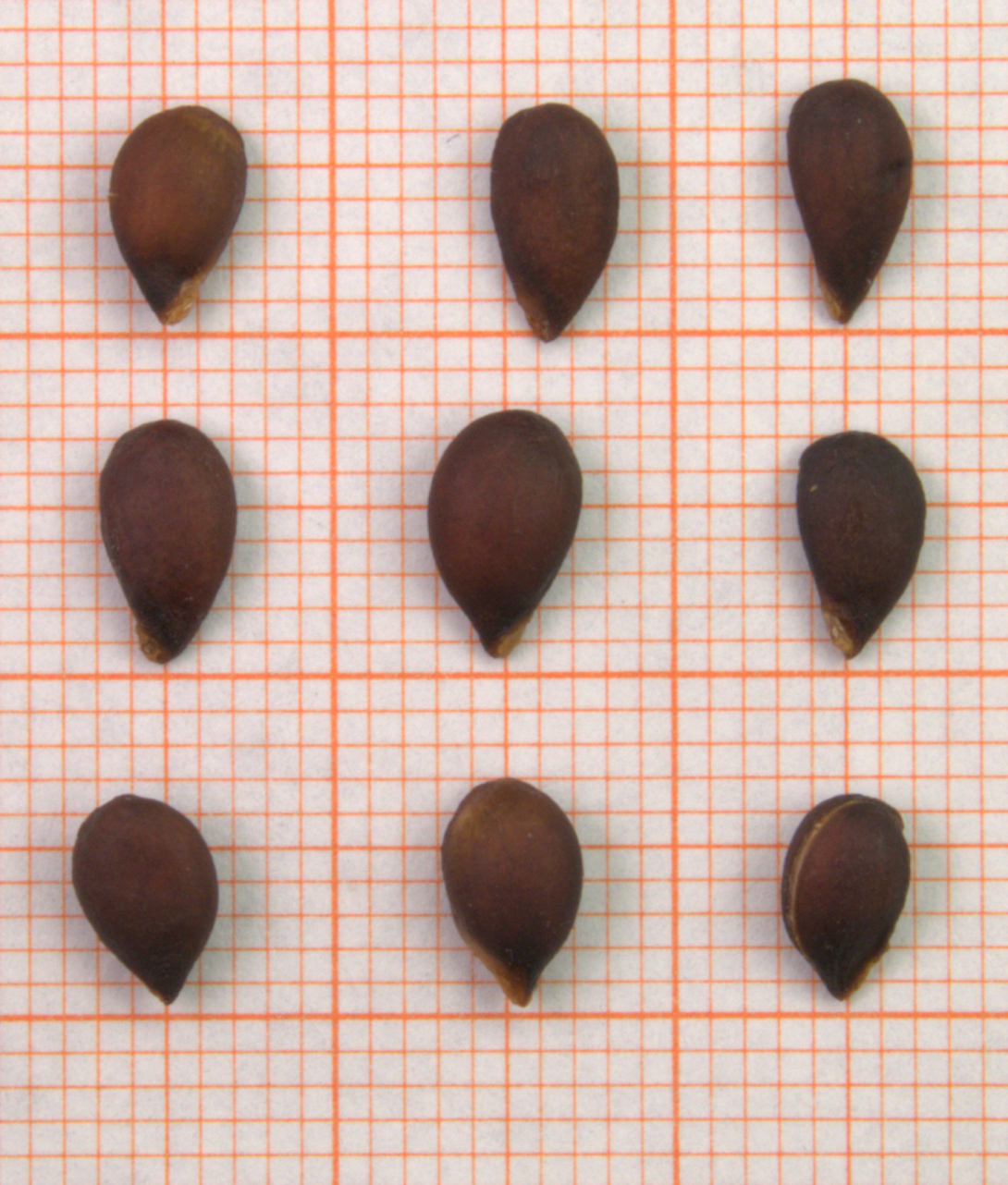 ID: 74_bis_77_1050978