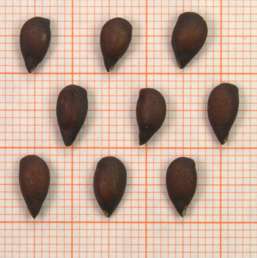 ID: 787_bis_790_1070945