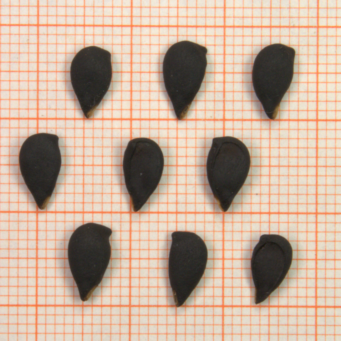 ID: 1069_bis_1072_1090520