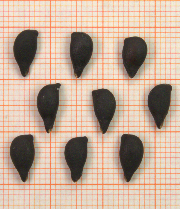 ID: 758_bis_760_1070940