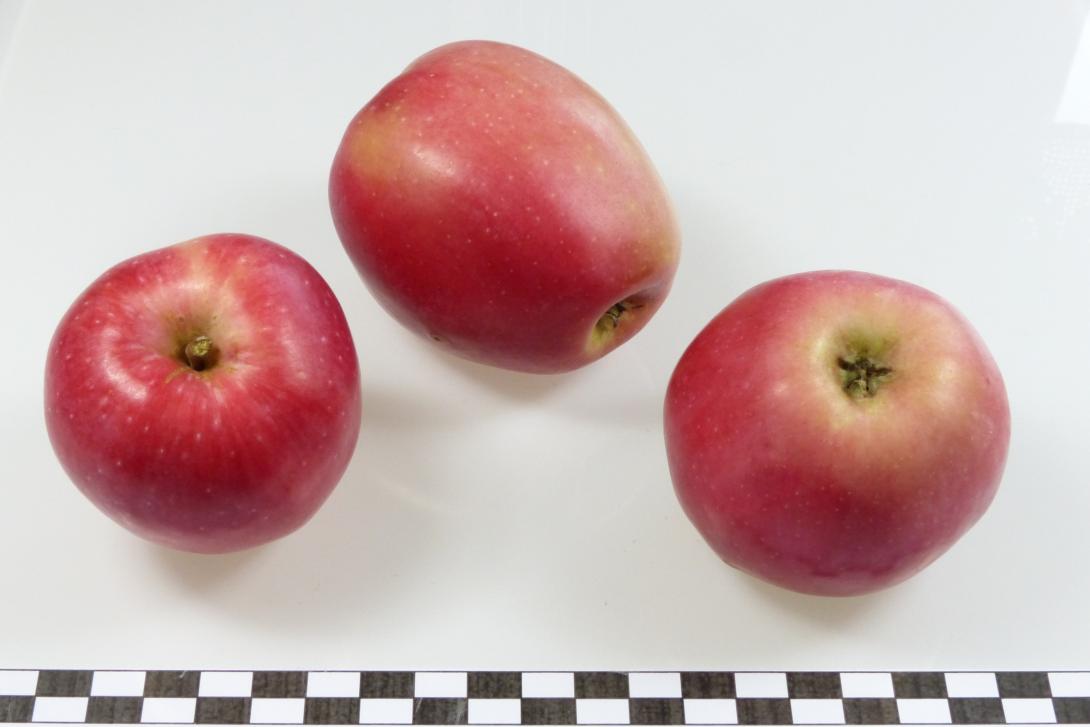 Kitzinger Taubenapfel Gruppenfoto