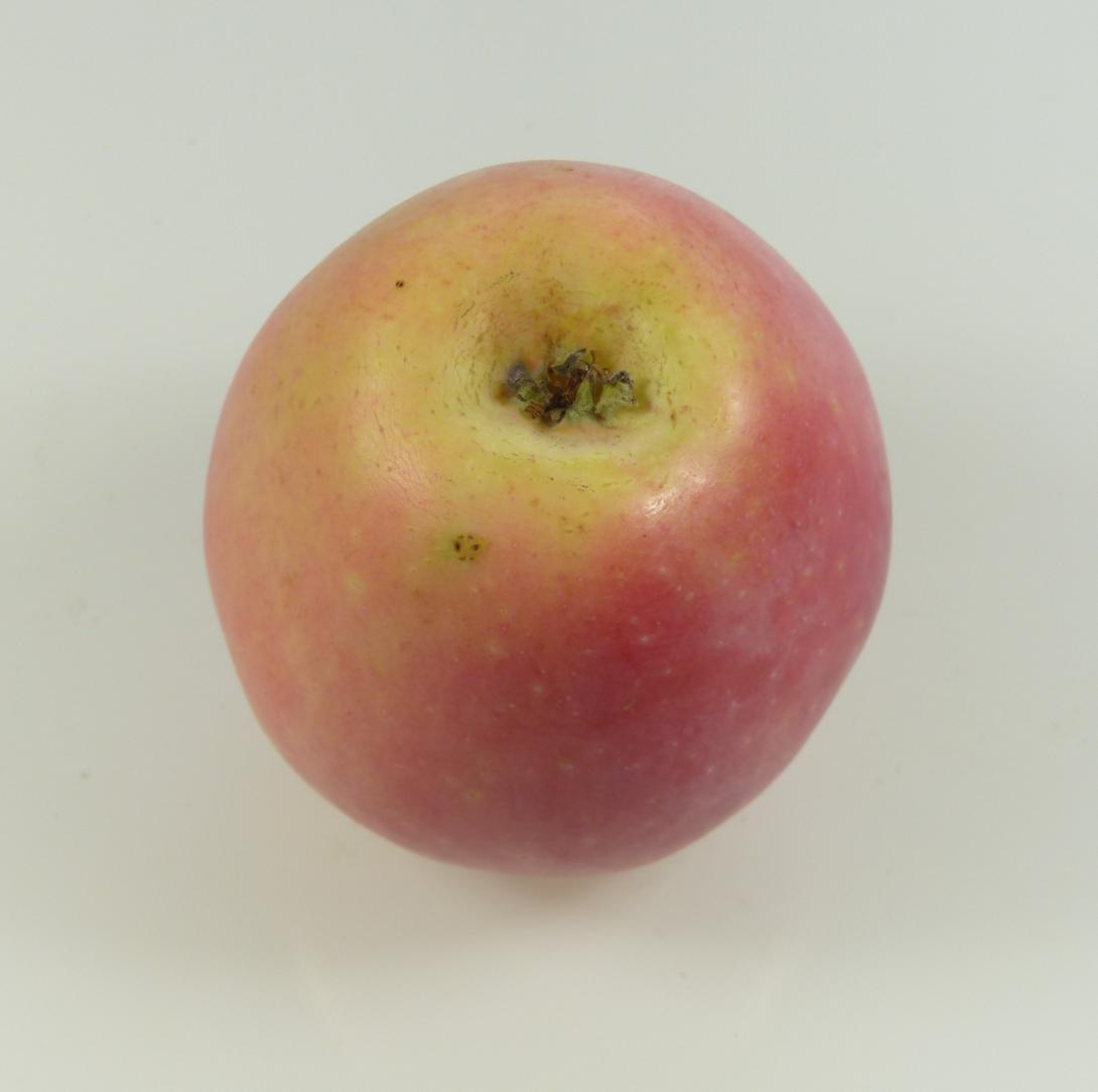 Kitzinger Taubenapfel Kelchansicht