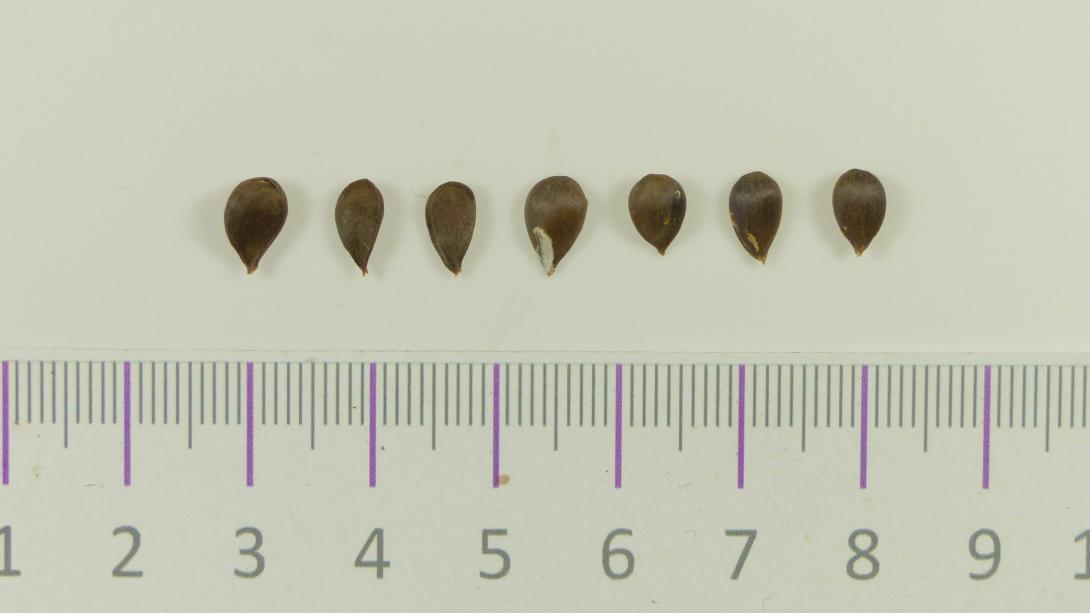 Kitzinger Taubenapfel Kerne