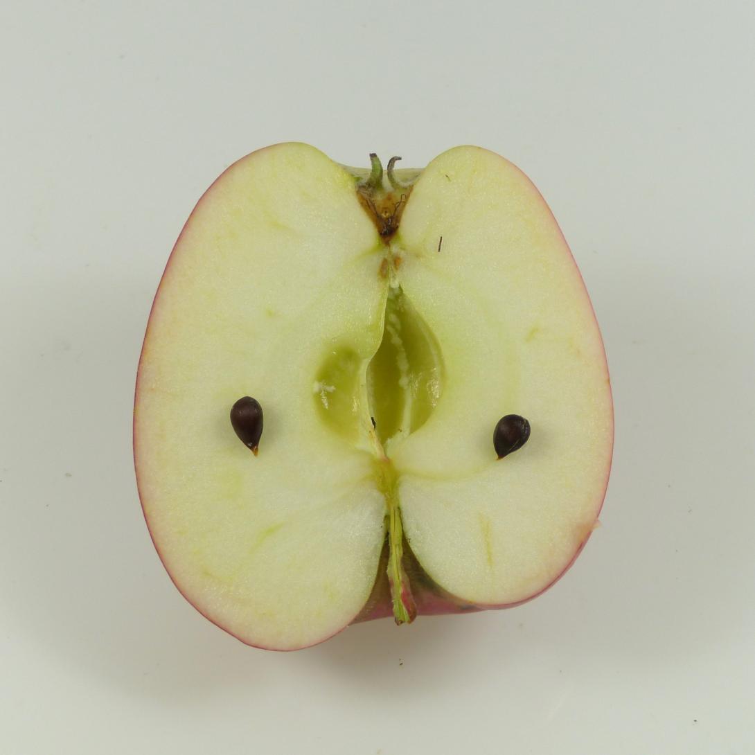 Kitzinger Taubenapfel Längsschnitt