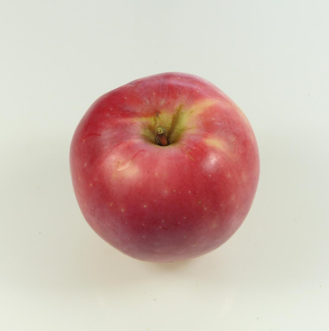 Kitzinger Taubenapfel Stielansicht