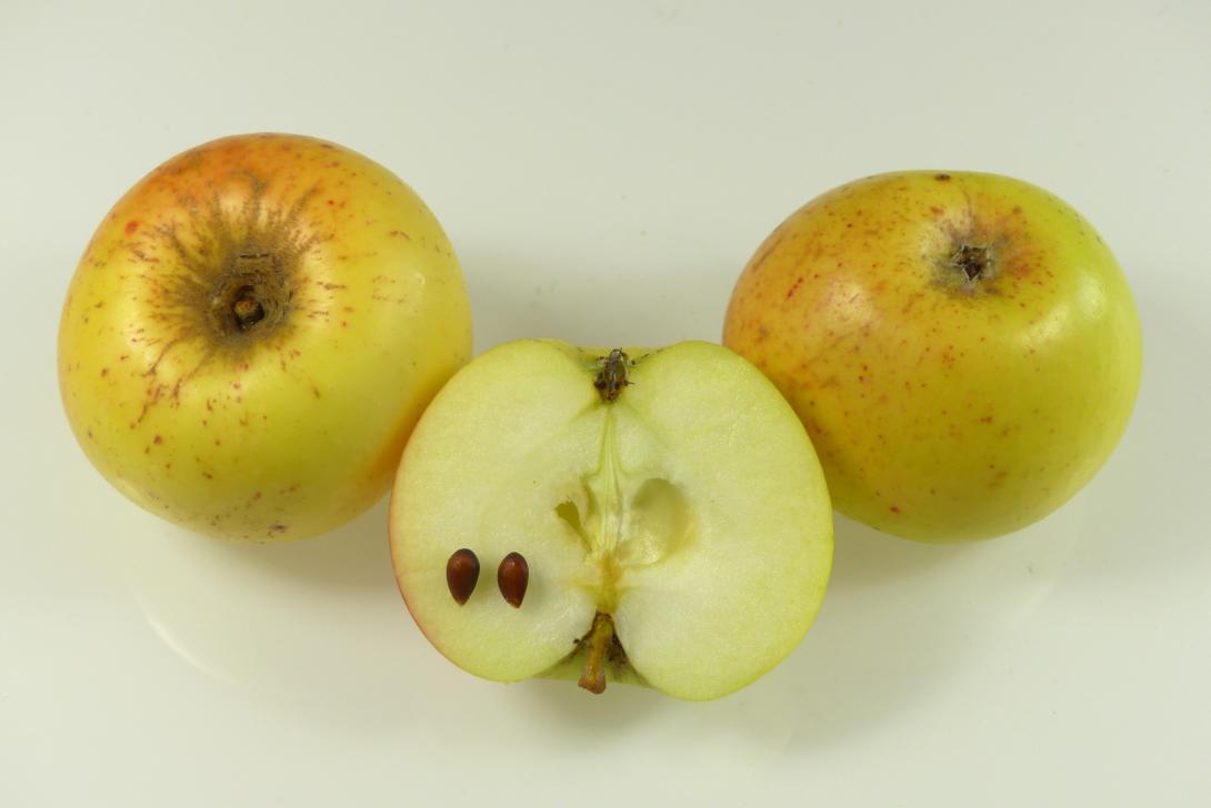 Mensfelder Glanzrenette, Gruppenbild