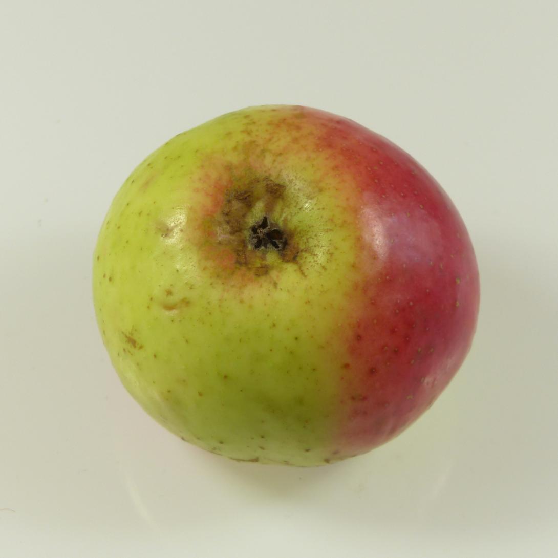 Mensfelder Glanzrenette, Kelchansicht