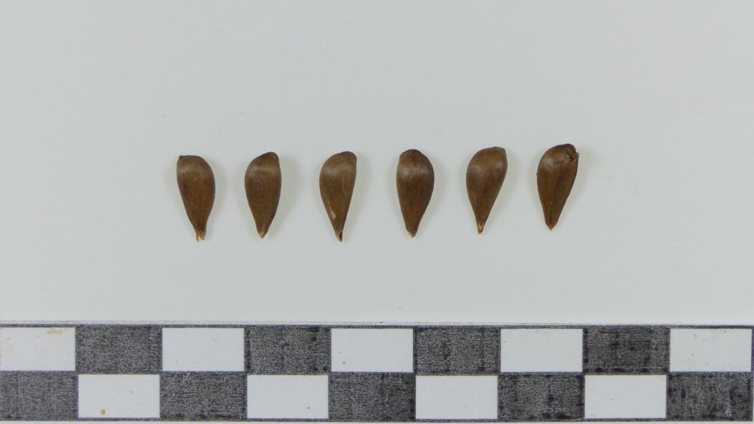 Mensfelder Glanzrenette, Kerne