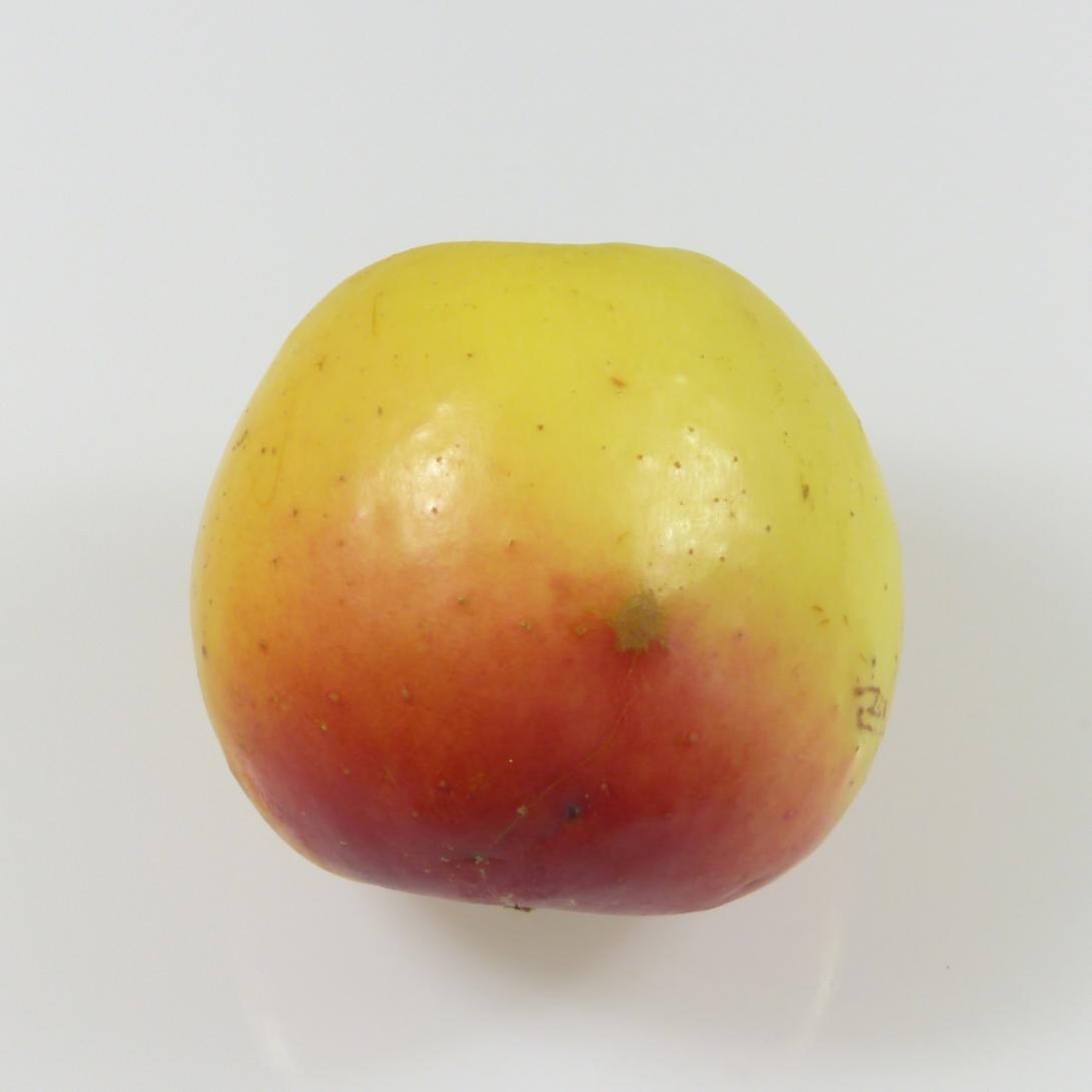 Mensfelder Glanzrenette, Frucht im Profil