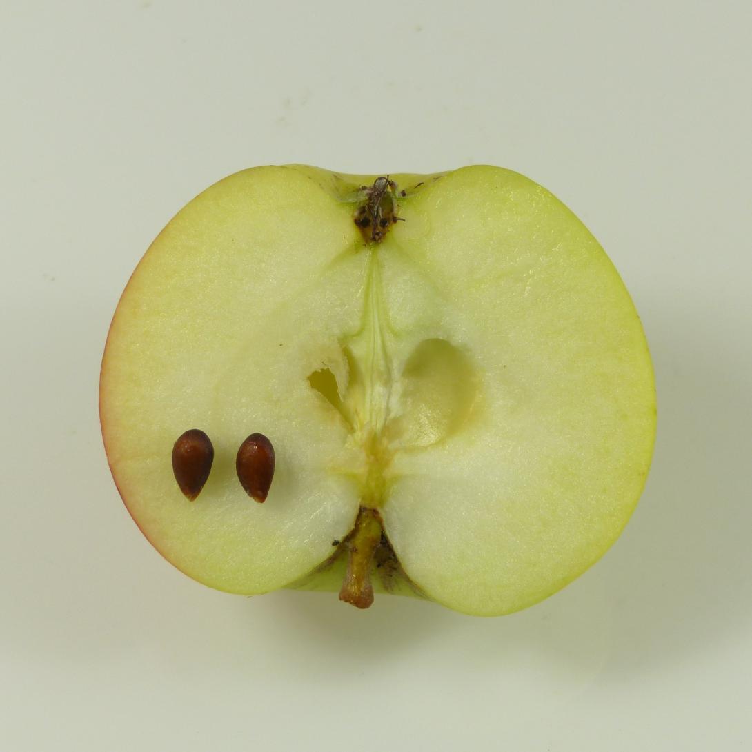 Mensfelder Glanzrenette, Längsschnitt