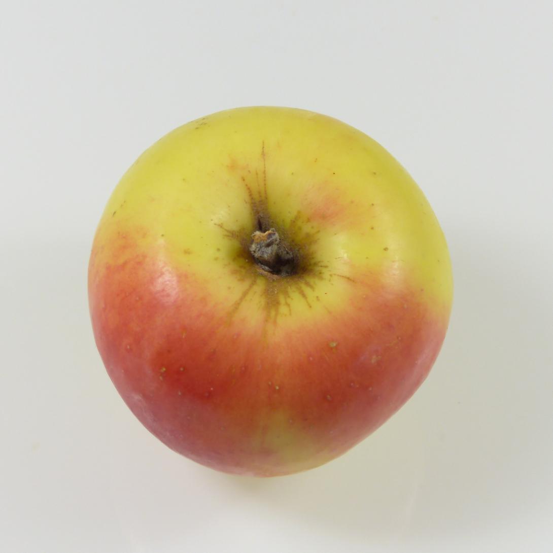 Mensfelder Glanzrenette, Stielansicht