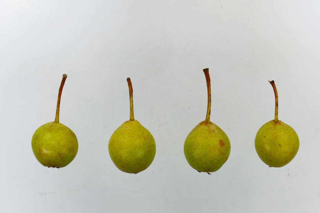 Leipziger Rettichbirne