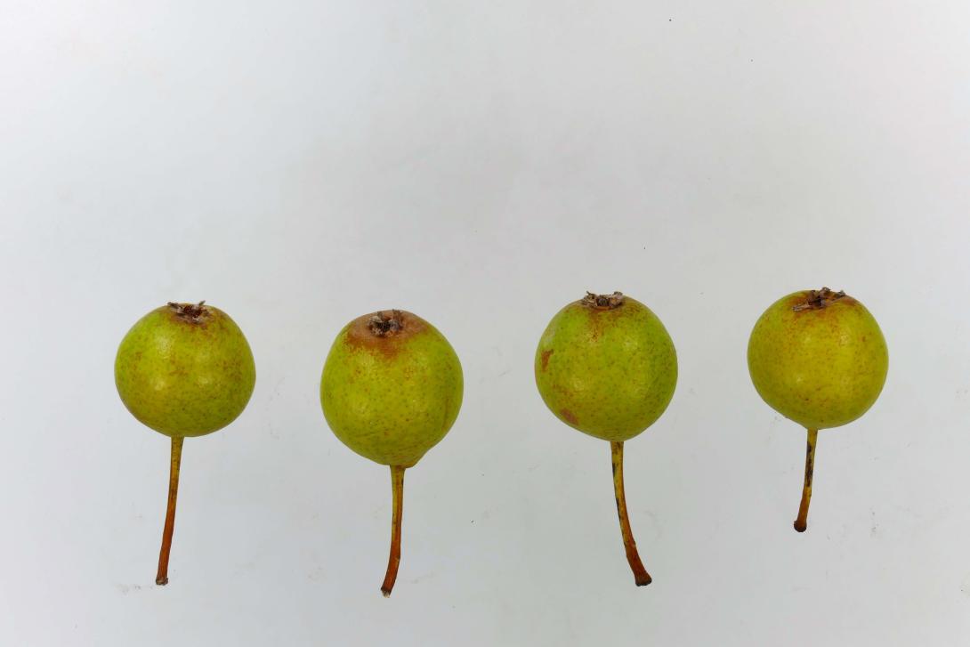 Leipziger Rettichbirne