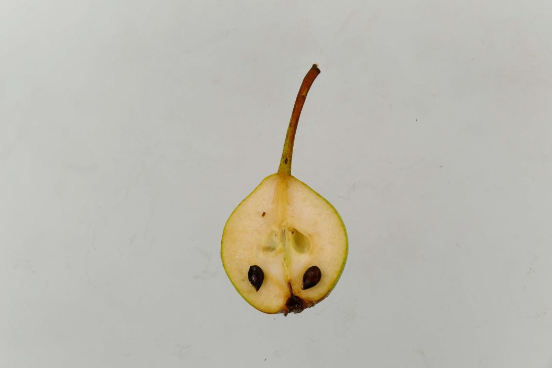 Leipziger Rettichbirne