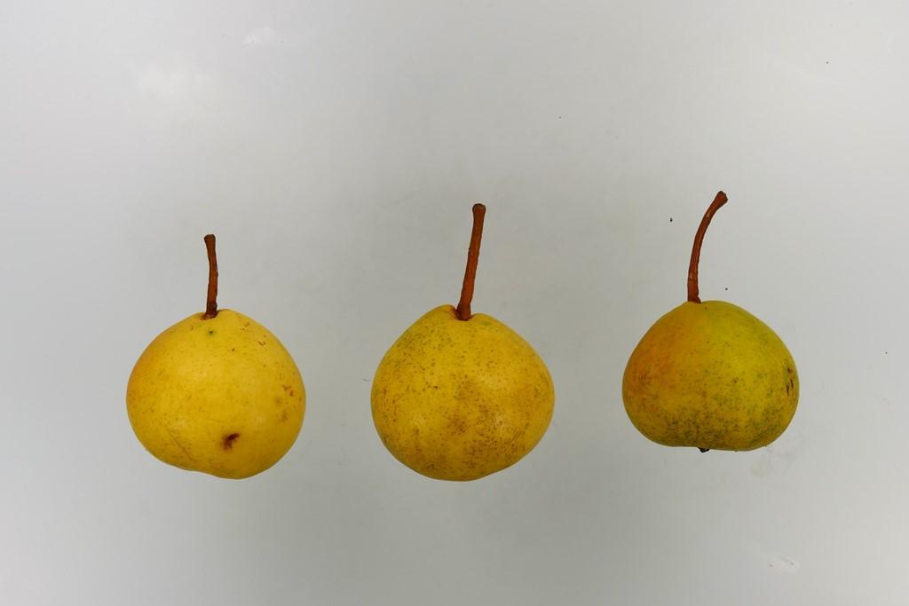 Deutsche Nationalbergamotte