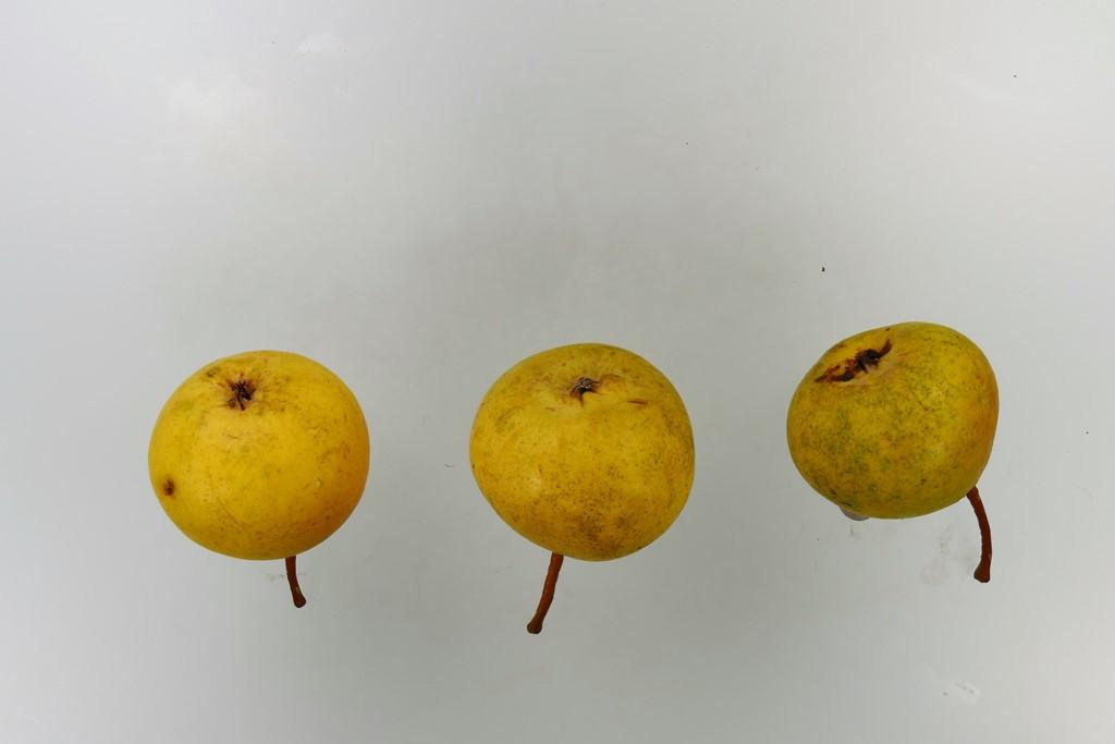 Deutsche Nationalbergamotte