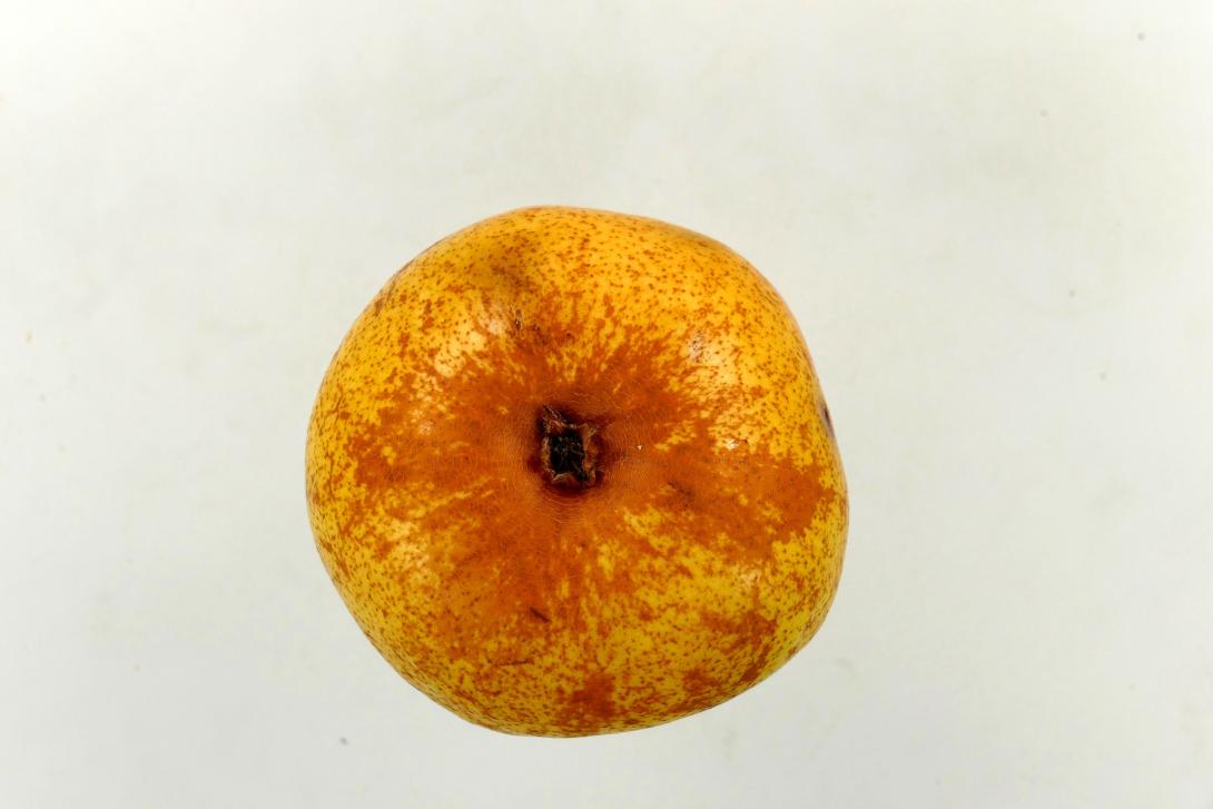 Van Marums Flaschenbirne