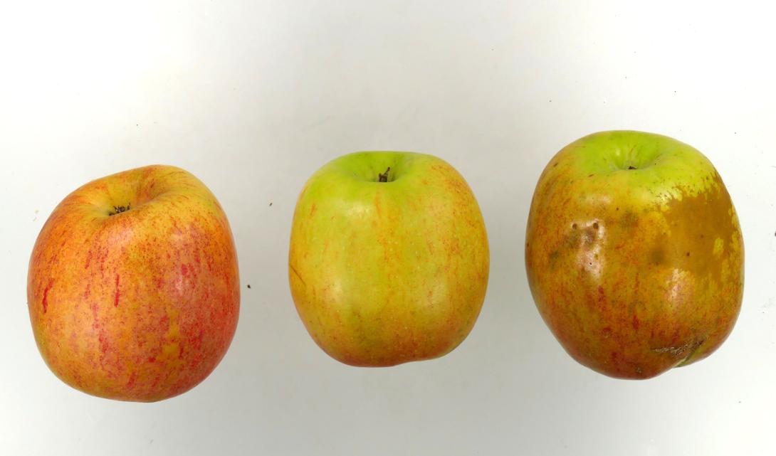 Winterprinzenapfel Winterprinzenapfel