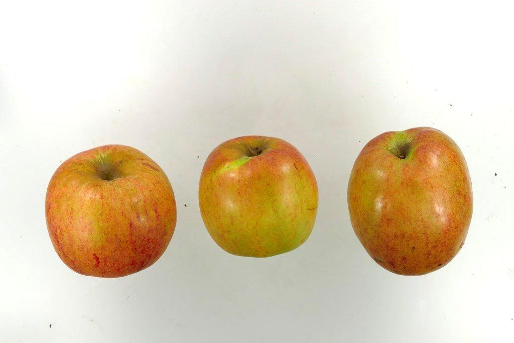 Winterprinzenapfel Winterprinzenapfel
