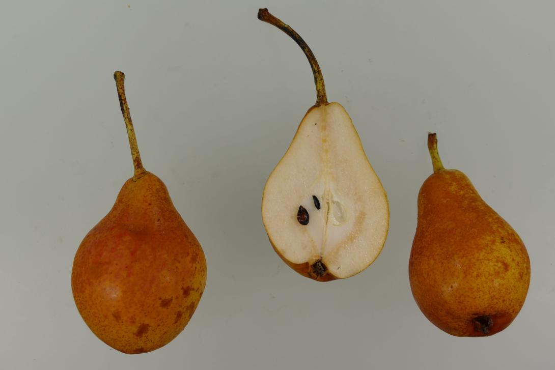 Holländische Butterbirne