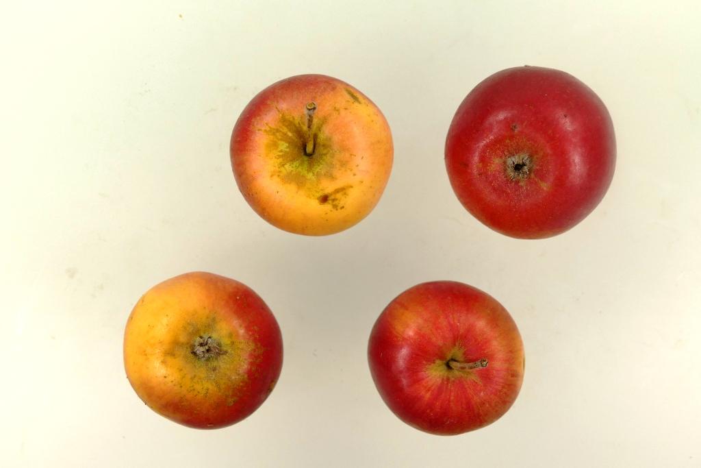 Purpurroter Wintercousinot