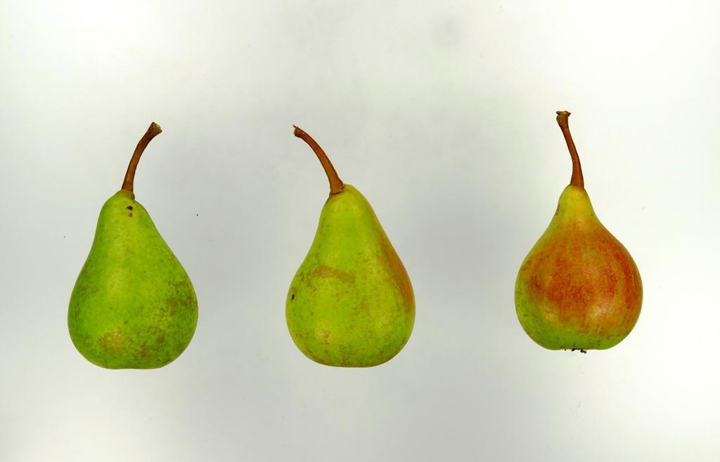 Lange Sommer Mundnetzbirne