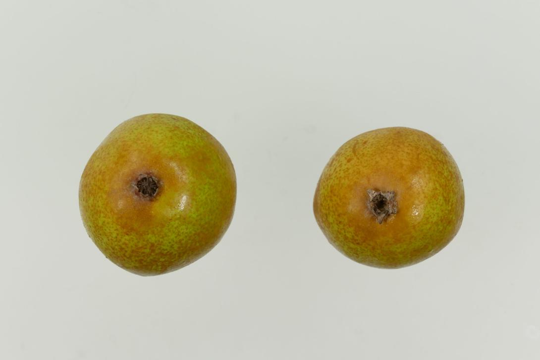 Holländische Butterbirne