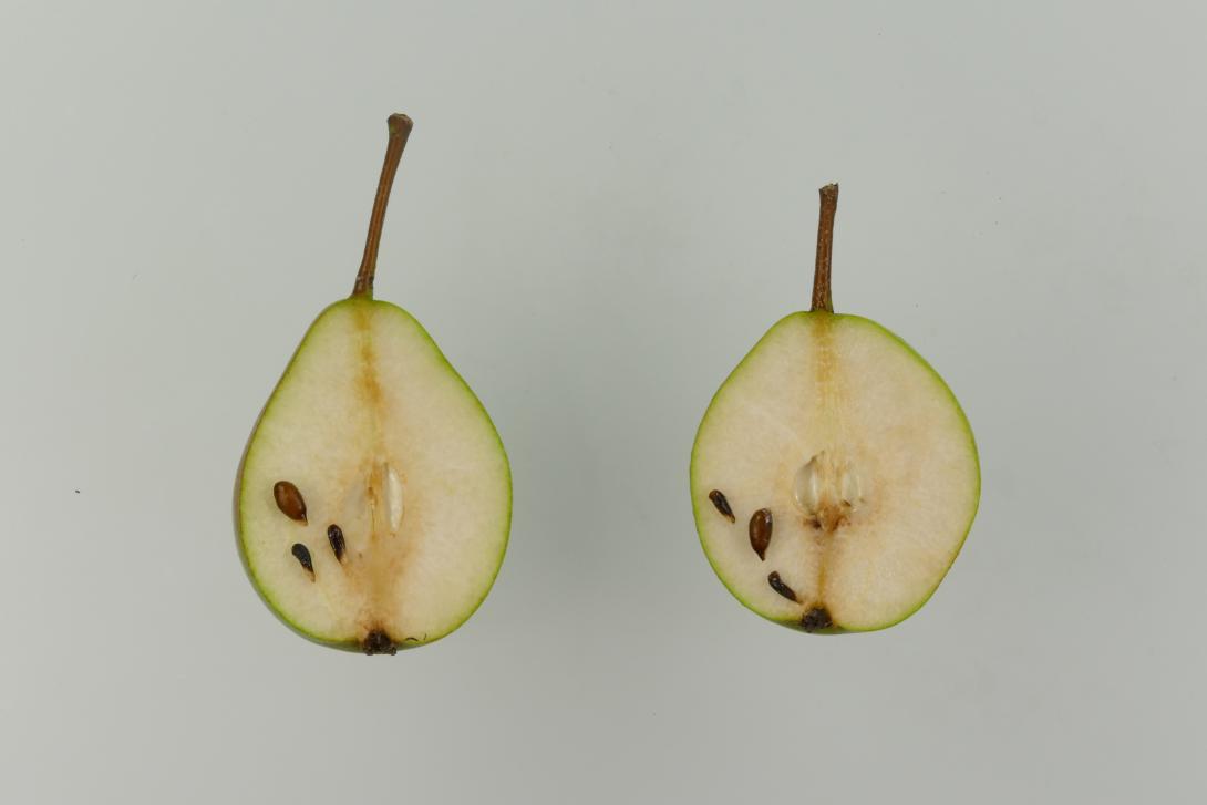 Lange Grüne Herbstbirne