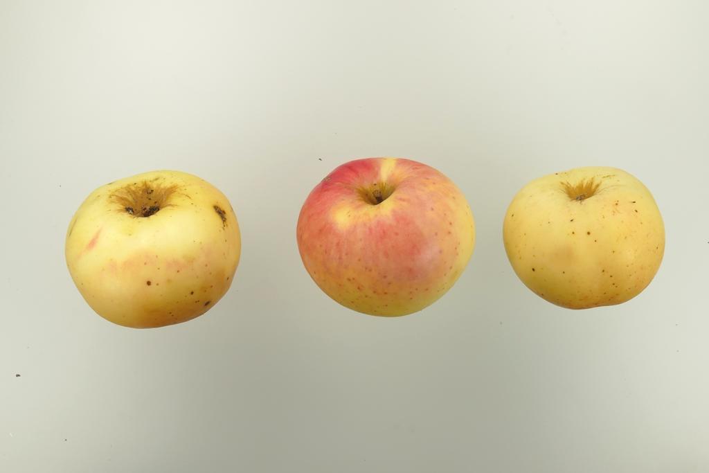 Pommerscher Schneeapfel