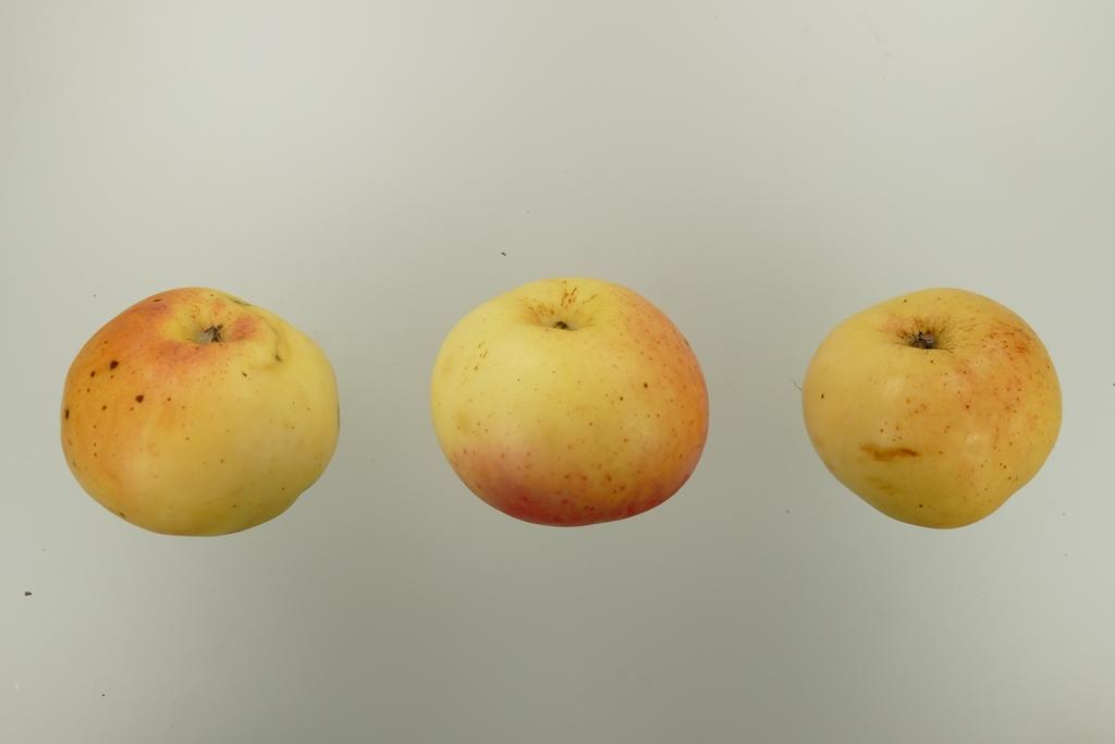 Pommerscher Schneeapfel