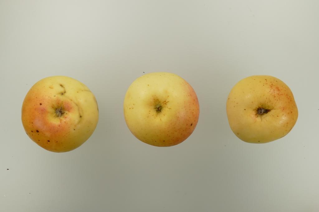 Pommerscher Schneeapfel