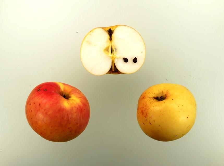 Pommerscher Schneeapfel