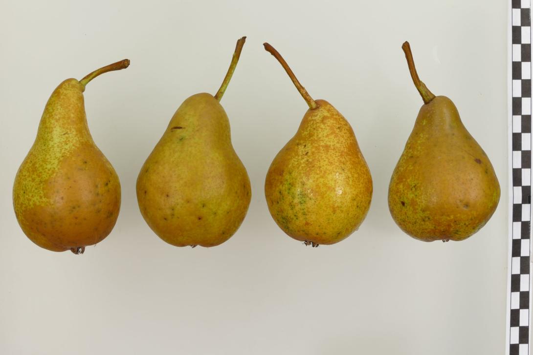 Holländische Butterbirne