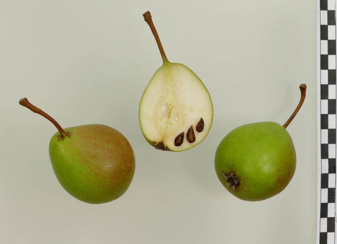 Lange Grüne Herbstbirne