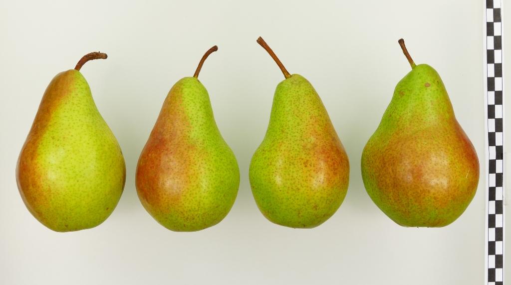 ,,Unterohrner Bergbirne"-AN