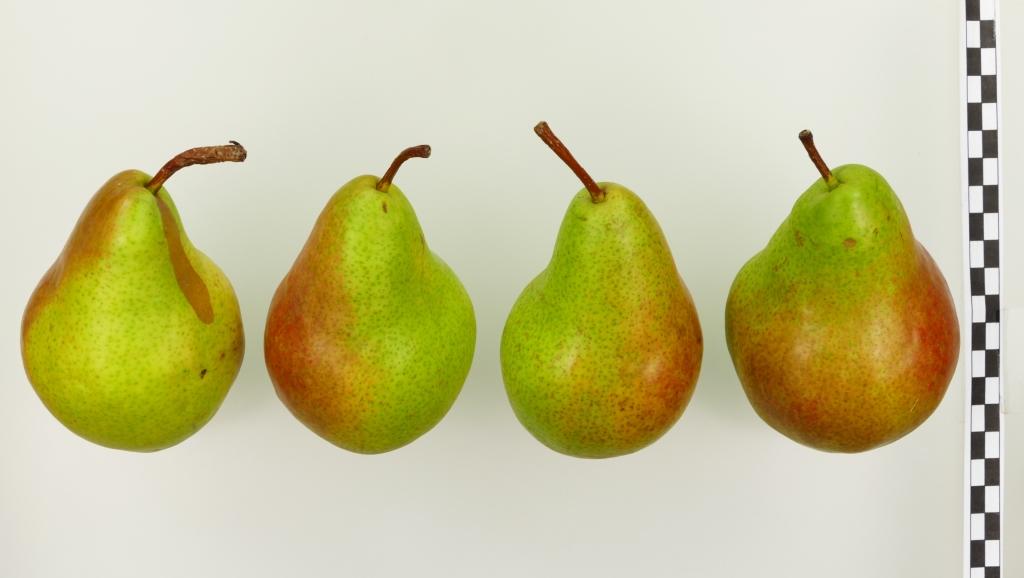 ,,Unterohrner Bergbirne"-AN