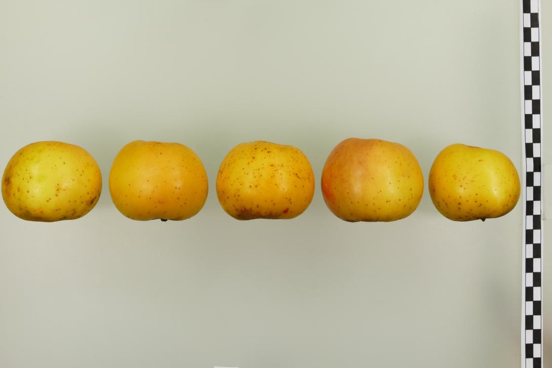 Korbacher Edelrenette