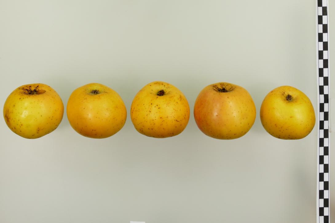 Korbacher Edelrenette