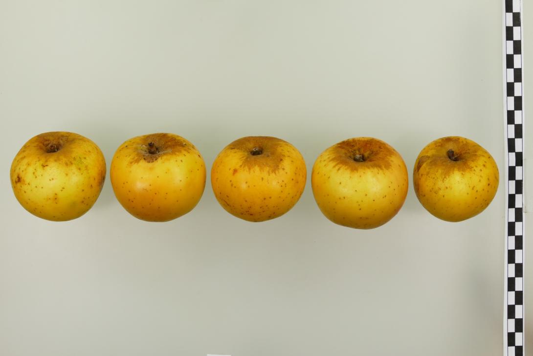 Korbacher Edelrenette