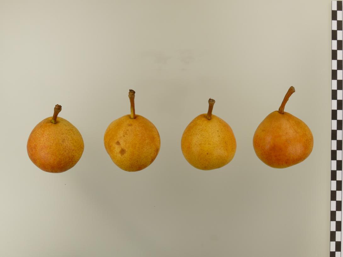 Moritzburger Bergamotte