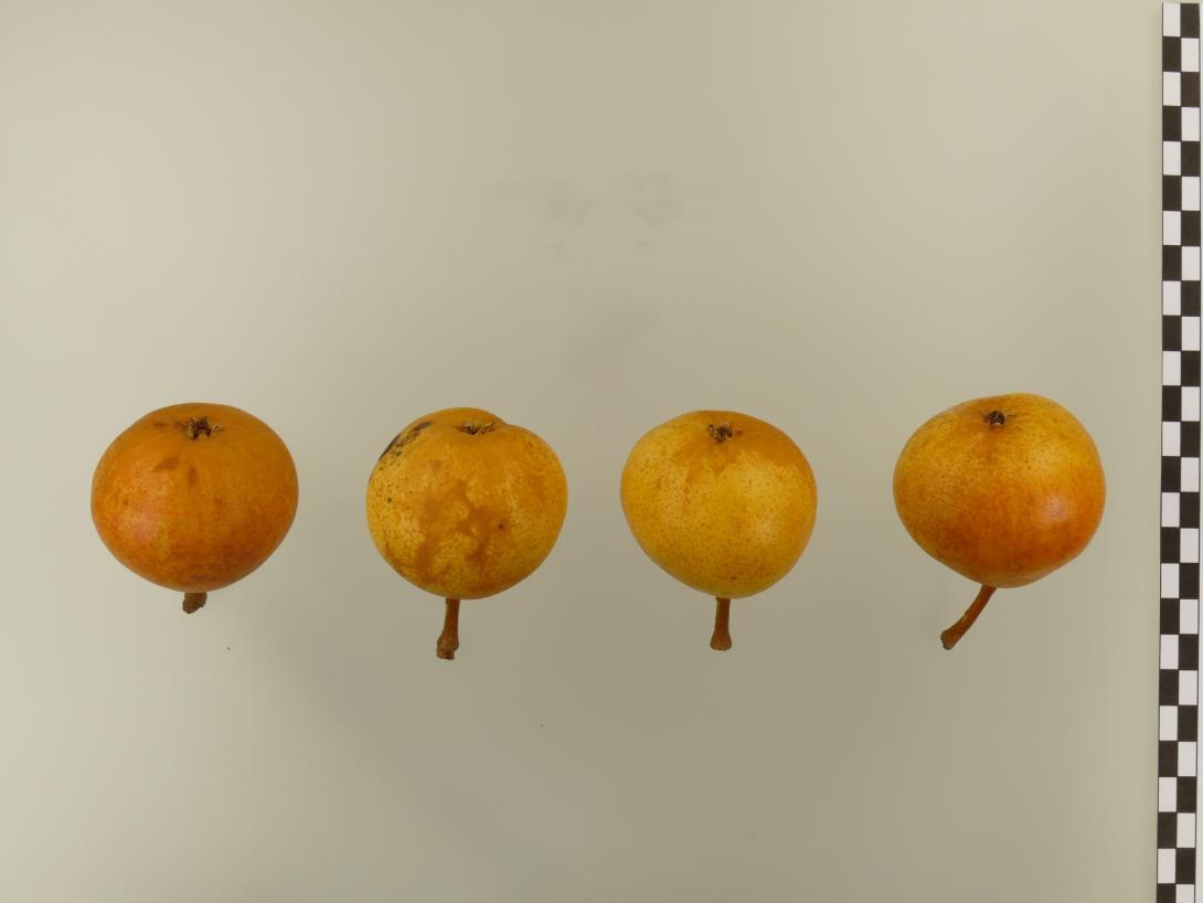 Moritzburger Bergamotte