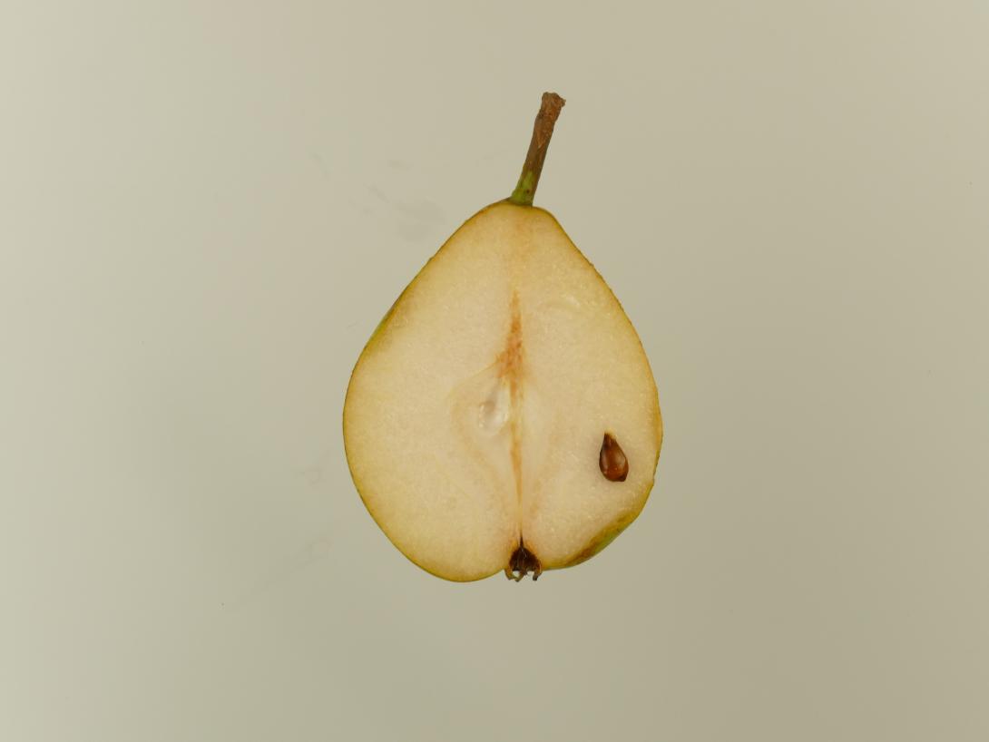 Holzfarbige Butterbirne