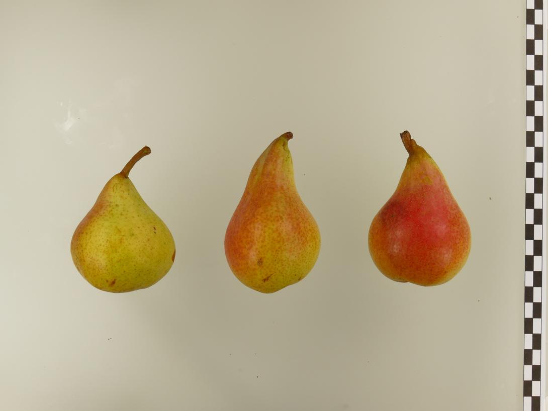 Van Geerts Butterbirne