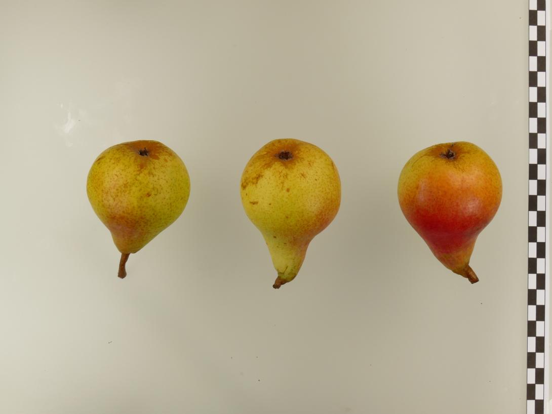 Van Geerts Butterbirne