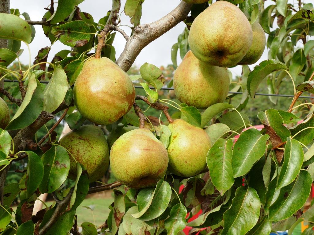 Vereinsdechantsbirne