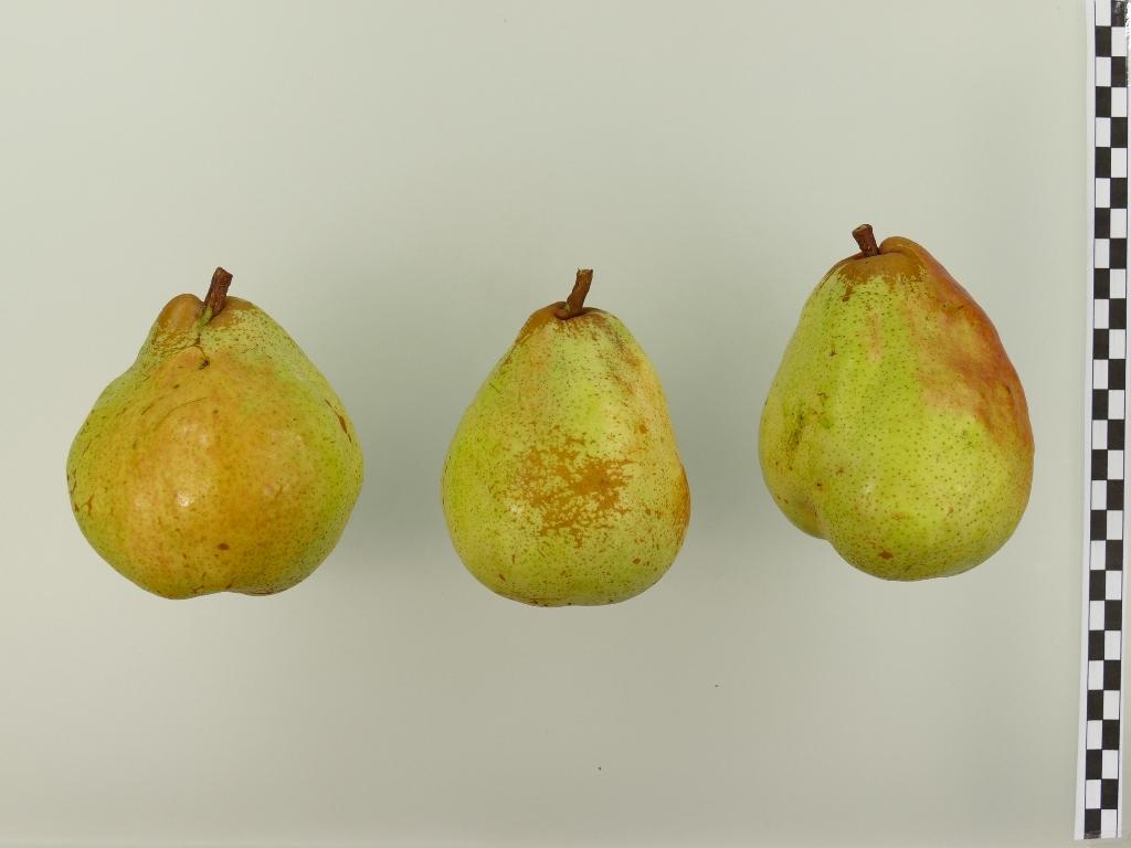 Andenken an den Kongreß