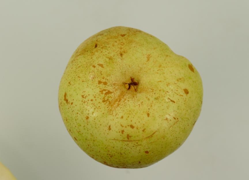 Andenken an den Kongreß