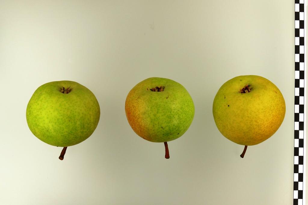 Deutsche Nationalbergamotte