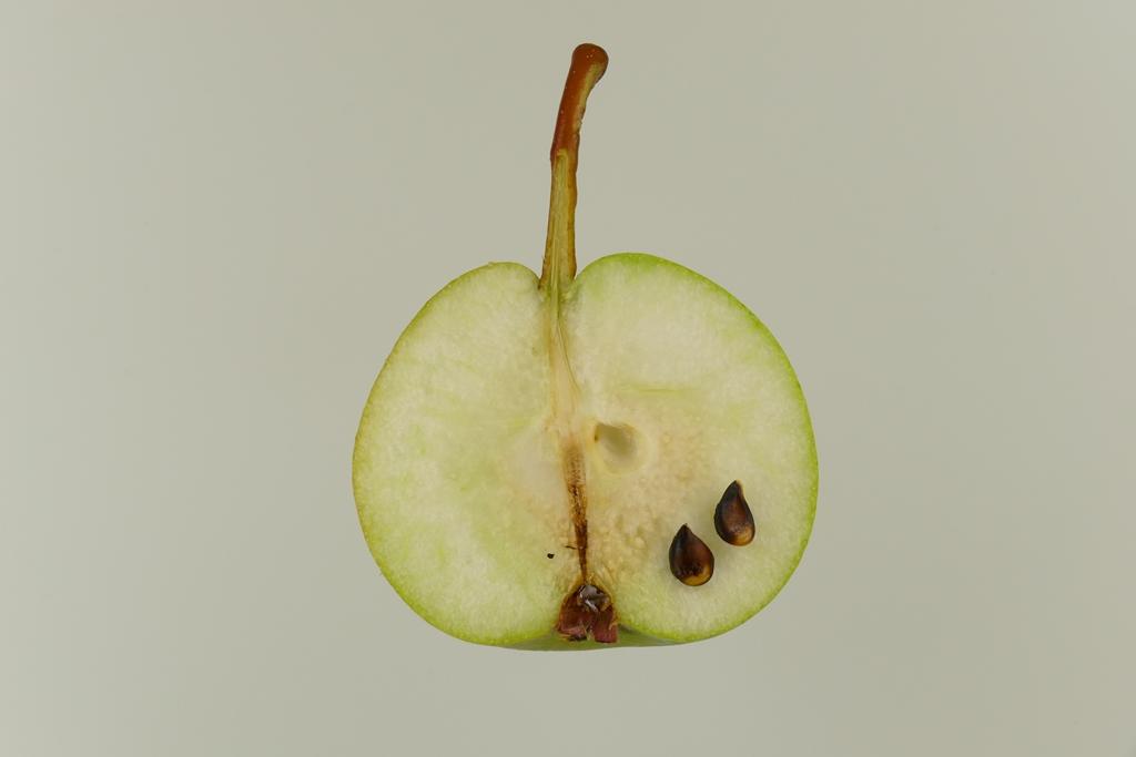 Deutsche Nationalbergamotte